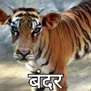 monkey