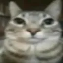 catstare