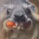 hyrax