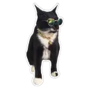 CoolCat