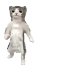 catGroove