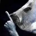 saucy_seal