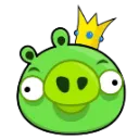 pig