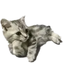 catPose