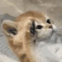 catSalute