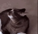 ill_crazycatalerted