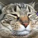 catatpeace