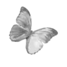 002_zbutterfly
