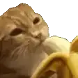 K_banana