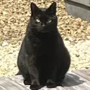 fattyDG