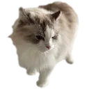 ragdoll_chill