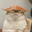 A fluffy cat wearing a crab shell over its eyes like a hat.