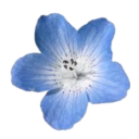 A five-petaled blue flower with a white center isolated against a dark background.