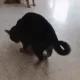 zoomie