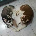 hearthuskys