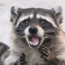 45733sadraccoon