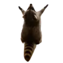 7686raccoonhail