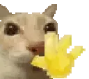 catwave