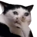 sadcate