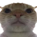 catStare