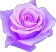 purpleflower