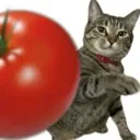 tomatoh