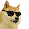 cooldoge