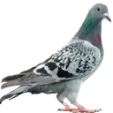 kabutar