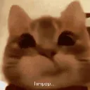 937042hmpppcat