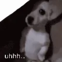 506788shydog