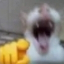 catlaugh Discord emoji
