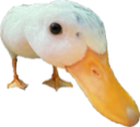 duck custom emote - Failed Abortions pt.3