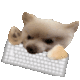 DogKeyboard