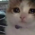 hell_cat_sad_cat Discord emoji