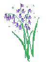 purple_flowers_friedrice