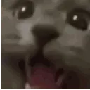 CatWraaaa