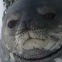 annoyedseal