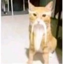 chinesecat Discord emoji