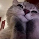 kitty
