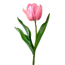 da_tulip4u Discord emoji