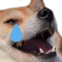 dogekekcry