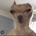 :selfieofwessel: