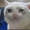 sadcat