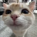 beer_cat2