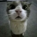 O_