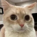 huhcatich