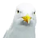 powerfulseagle