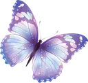 butter_fly