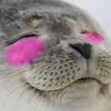 blushedseal