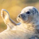 hiseal